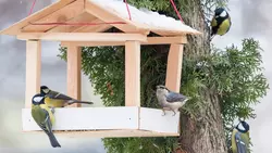 1 Mangiatoie per uccelli